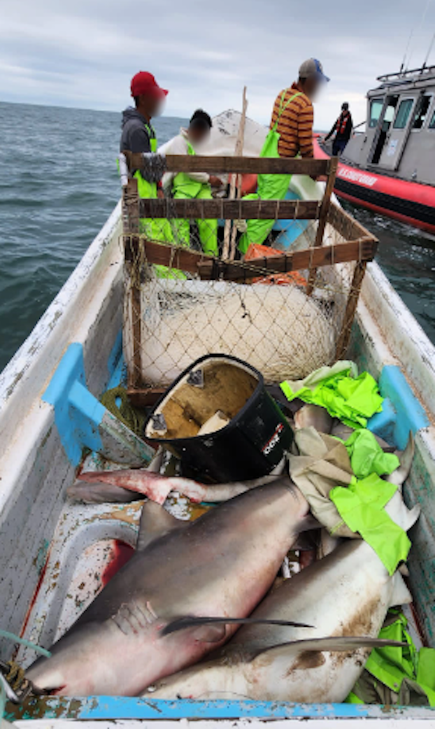 Coast Guard seizes nearly 1,000 pounds of shark off Texas coast - American  Press