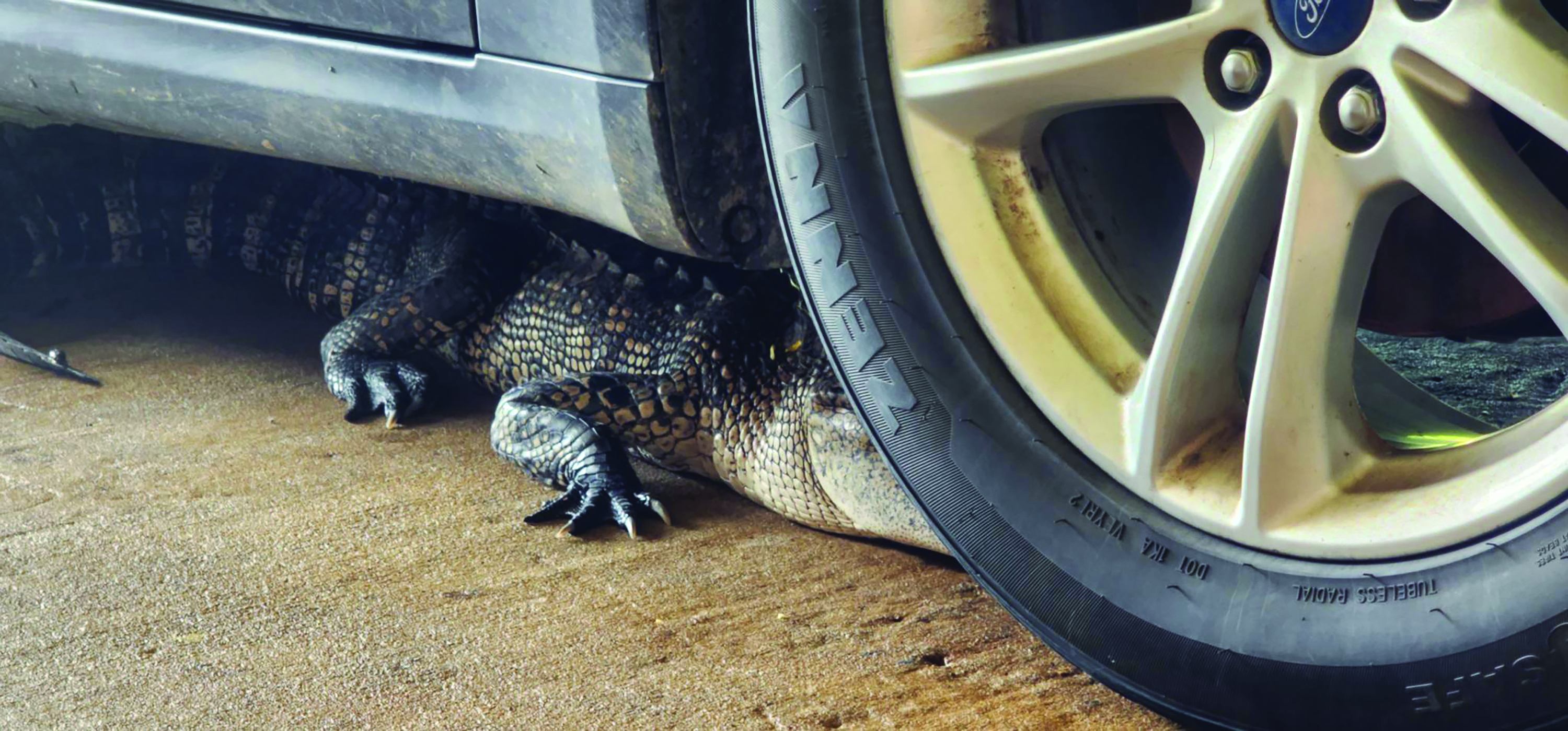 Gator removal All in a day’s work for press foreman American Press