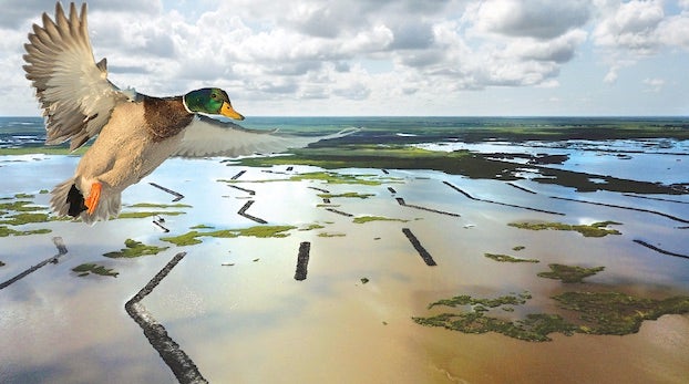 Ducks Unlimited on a mission to preserve waterfowl habitat - American Press